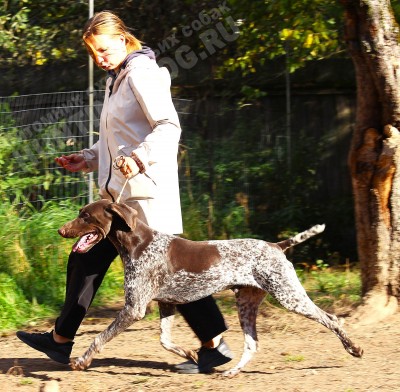 ОХОТЭСТЕТ АДЛЕР (ADLER)